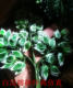 Artificial Banyan Tree Leaves, Engineering Tree Branches, Fake Banyan Tree Branches and Leaves, Gardening Decoration, Green Plant Branches and Leaves