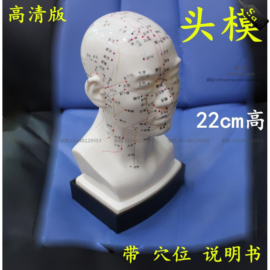高清教学中医人体针灸穴位头部模型头模面部穴位按摩中医面部按摩