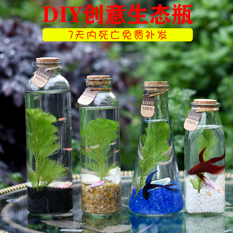 DIY ecological tank Thai Betta live gift Glass fish tank Mini landscaping ecological bottle Betta bottle micro landscape