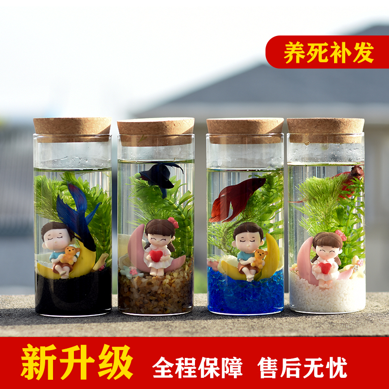 Creative view fish tank ornamental eco-bottle fish microscape free of change of water family Diy water family desk surface