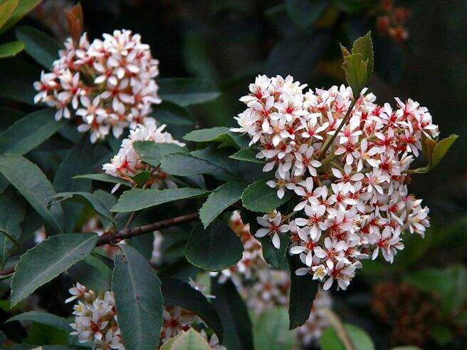 木本观赏盆栽开花雪白成片的石斑木车轮梅春花仔果小但可吃