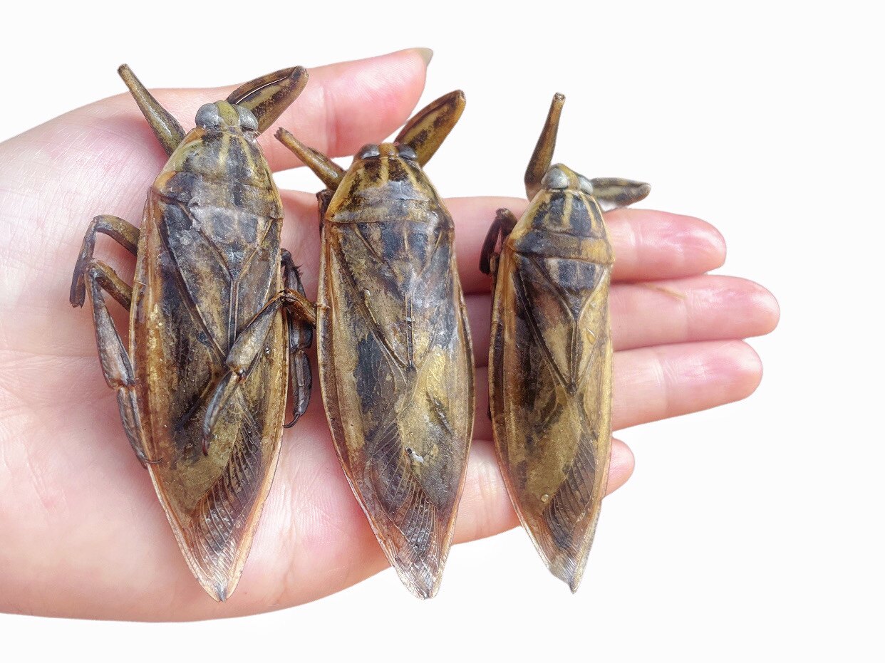 山水昆虫馆