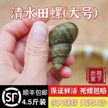 Hubei fresh field snail чистая вода Snail Snail Wrap живые винты Коммерческая без песка Snail Meat Cut Tail Big stone улитка Шунфэн