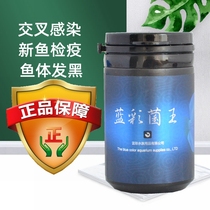 Blue color fish medicine Blue Color Mushroom King colorful fairy fish medicine cross infection water mold white hair black blindfolded rotten meat piled up