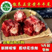 Fresh yellow oxtail Nanyang yellow cattle cattle tail fresh slaughtered cattle tail halal Pat 3kg