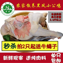 Farmhouse free-range soil Rooster 1 year Black Phoenix Rooster chicken chicken chicken walking chicken fresh halal