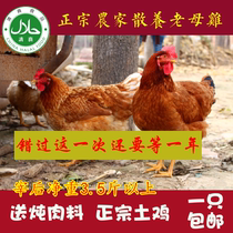 Authentic farmhouse free-range Old Hen grass chicken chicken chicken 2-3 years hen stupid chicken fresh slaughtered halal