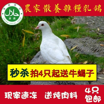 Fresh pigeons soil pigeons farmers free-range dairy pigeons halal young and old are suitable for pregnant women.