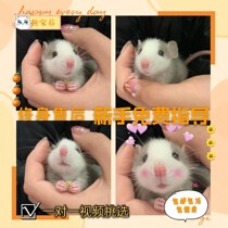 Flowers and mice Living Things Campus Pets Pets Dorm small pets Good for raising flowers and squirrels Baby cubs are suitable for students
