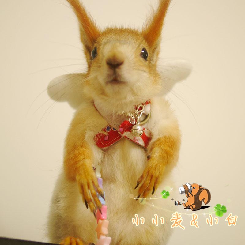 Wheat snow demon king Huangshan squirrel with clothes traction rope bag-shaped bag-type adjustable refractory cross
