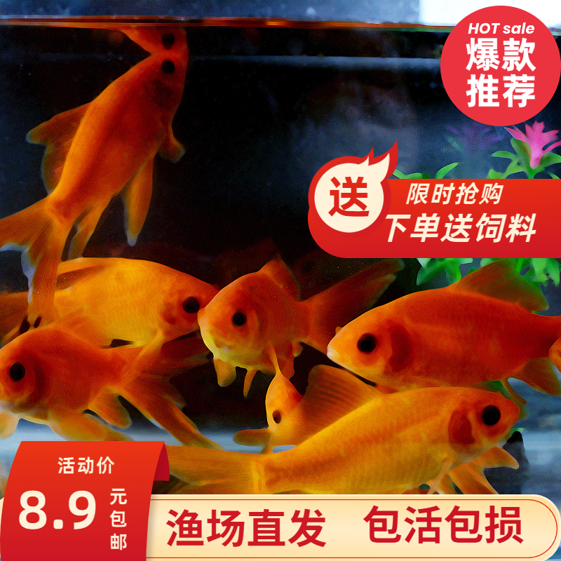 Cold water red parrot fish live rich fish and fish silver dragon good feng shui fish