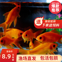 Cold Water Blood Red Parrot Fish Living Hair Chaefish Red Chaeen Gods Ornamental Fish Pet Fish Silver Dragon Good for Feng Shui fish