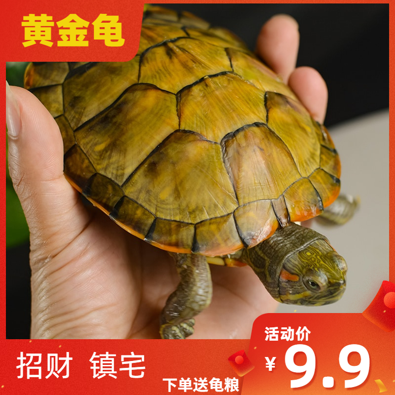 Live pet tortoise gold turtle longevity ornament tortoise Brazilian turtle good-breed turtle red turtle