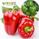 Extra large bell pepper seeds, pepper seeds, ornamental potted plants, easy-to-grow vegetable seeds for balcony home planting, sowing in all seasons