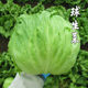 Ball lettuce seeds balcony garden garden vegetables American potted vegetable seeds garden planting rapeseed easy to grow