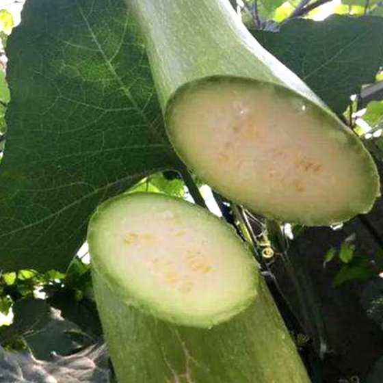 Cut melon seeds in four seasons, sow vegetable seeds in all seasons in spring and summer. Balcony potted climbing melons and fruits with high yield and easy planting.