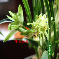 Orchid Miao Chunlan Line art Leaf art grass Phnom Penh butterflyBig flower Big fragrance type Yiyang Hualiang Orchid Garden selection