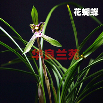 Orchid Miao Spring Lanqi flower flower Butterfly flower Big fragrance type Zhejiang Zhengzhenpin Miao flower product stable Hualiang Lanyuan