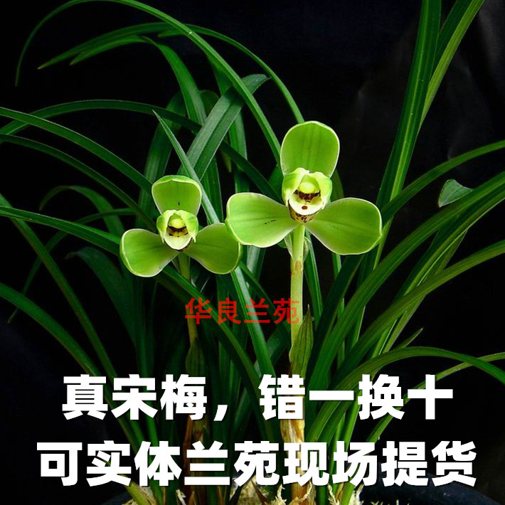 Chunlan orchid seedling Song Mei Jiangsu and Zhejiang naturally raised plum petals original old varieties Four Heavenly Kings Hualiang Orchid Garden Orchid