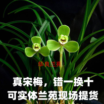 Chunlan orchid seedlings Song Mei Jiangsu and Zhejiang natural plum petals native old varieties four Tianwang Hualiang Orchid