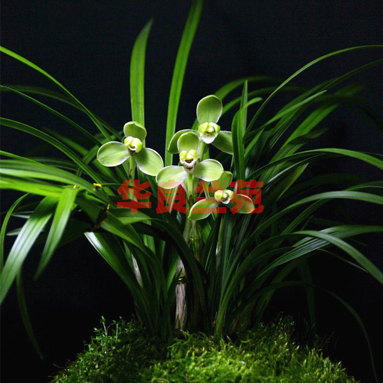 Spring Lan name Song Mei Lanhua Miao Jiang Zhejiang Old breed with flower natural adoptive plum petal flower potted flowers Potted green plant of Liangliang Lanyuan