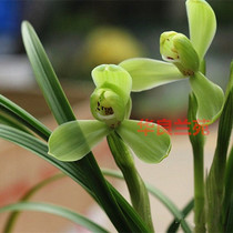 Orchid seedlings spring bluegrass traditional Jiangsu and Zhejiang old varieties of plum petalsgreen Yingfragrant type Zhejiang cooked grass natural breeding