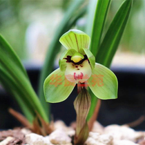 Hua Liang Orchid Garden Spring orchid seedlings end show lotus dwarf orchid Jiangsu and Zhejiang natural native species Traditional old varieties lotus petals