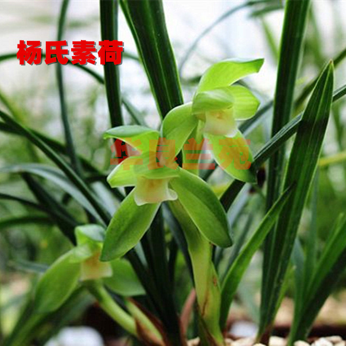 Hualiang Orchid Garden Spring Orchid Grass Seedlings: Young's Suhe, Lotus Petal Suxin Traditional Old Variety, Dwarf Orchid Fragrance Type