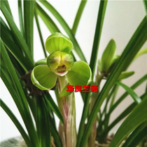 Hua Liang Lanyuan spring orchid seedlings (small Daimei) One of the eight old species of Jiangsu and Zhejiang Mingpin fragrant precious bluegrass old species