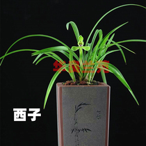 Hualiang Lanyuan Chunlan plum petal: old varieties of the West Jiangsu and Zhejiang precious fragrant orchid orchid seedlings easy to raise