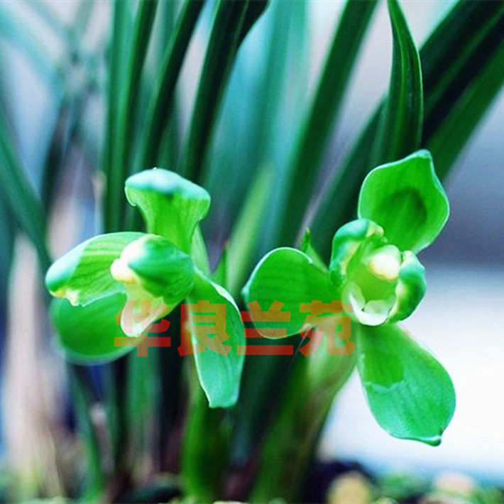 Hua Lianglan Yuan Chunlan Jiangnan Snow Orchid Spring Lankweed Name Guiorchid Miao Qingxiang Type of Old Variety Plum Petal