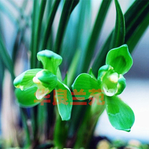 Hua Liang Lanyuan Spring orchid Jiangnan Snow Orchid Spring Bluegrass precious orchid seedlings Fragrant old varieties Vegetarian heart plum petals