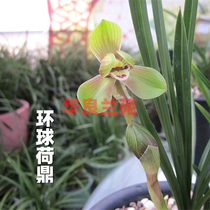 Hualiang Lanyuan Spring Orchid Flower Seedlings Global Lotus Dingjiang Zhejiang Famous Ming Pingxiang Dwarf Small Orchid Valves