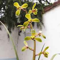 Orchid seedling Cymbidium plum petal (Cheng Mei)Traditional Old Zhonghualiang Orchid Garden Flower big fragrant type Mingpin Gui Bluegrass seedling