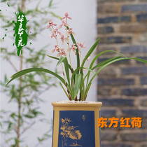 Oriental red Holland flower Miao Jianlan four seasons blue flowers fragrant wide-leaf safflower Bluegrass pot plant Hualiang Lanyuan