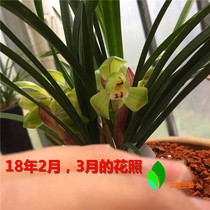 Chunlan orchid seedlings rich Jiangsu and Zhejiang old species Natural breeding traditional old varieties Lotus-petal solid orchid Hualiang Lanyuan