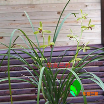 Cymbidium plum petal Fairy green plum new Shanghai plumtraditional old varieties of Jiangsu and Zhejiang spring orchid ripe grass orchid seedling orchid