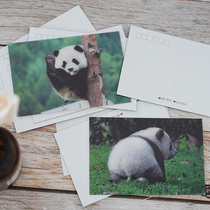 Honeybee Dad Fatda Letters Creative Real Beats Panda Postcard Clear Sichuan To Objects Homemade Fun Gradient Greeting Cards
