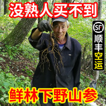 (Shunfeng Air Transport Liquor) 25 years of large Changbai Mountain under the forest of fresh ginseng wild ginseng wine