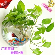 Fish farming glass acrylic loose inserts bamboo vase aquarium fish tank flower pot hanging wall hanging wall Sheung Shui plants