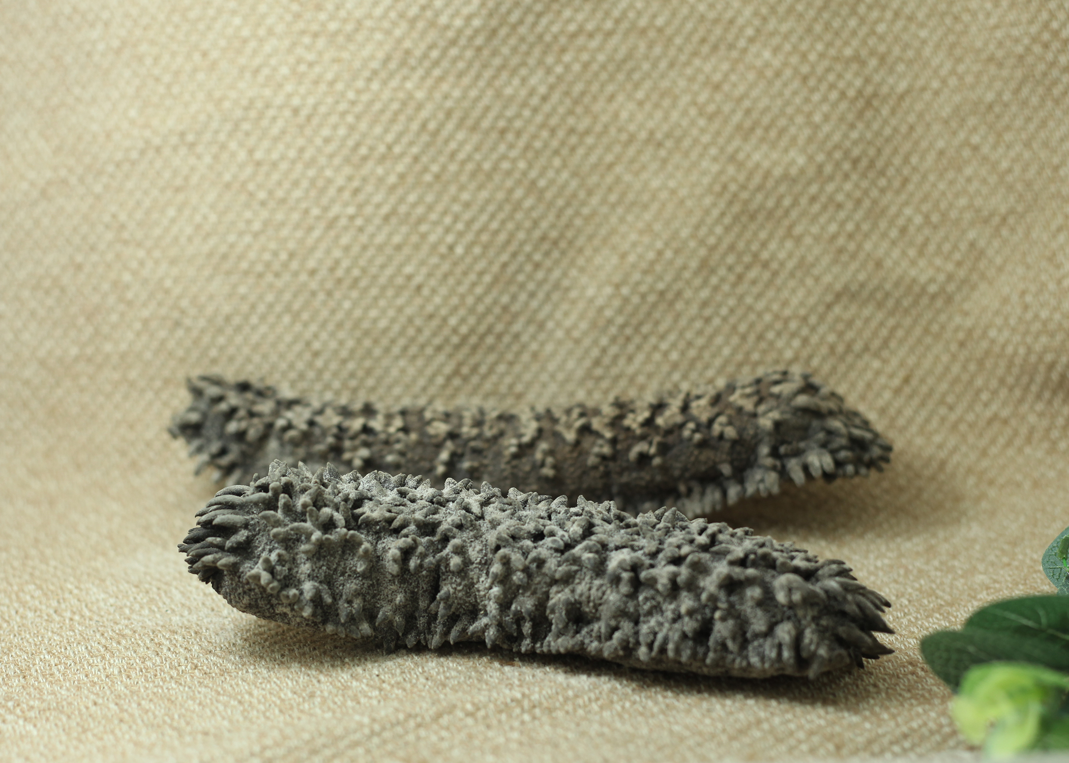 Australian big plum ginseng Thorn ginseng Wild sea cucumber light dry goods 250 grams 3-4 head catty Hotel ingredients 