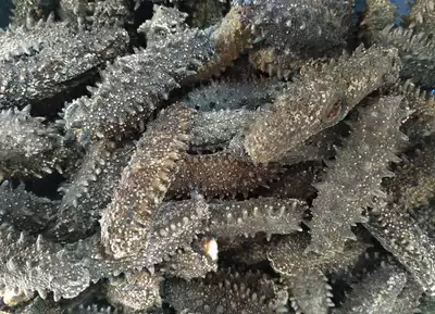 Hokkaido sea cucumber pure light dry sea cucumber Japanese red ginseng Kanto 100 head Jin 50g