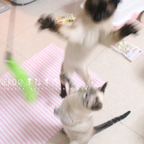 Pure Color Short Pole Plush Turkey Fur Tease Cat Stick Pet Cat Toy Color Bright Color With Bell Pan