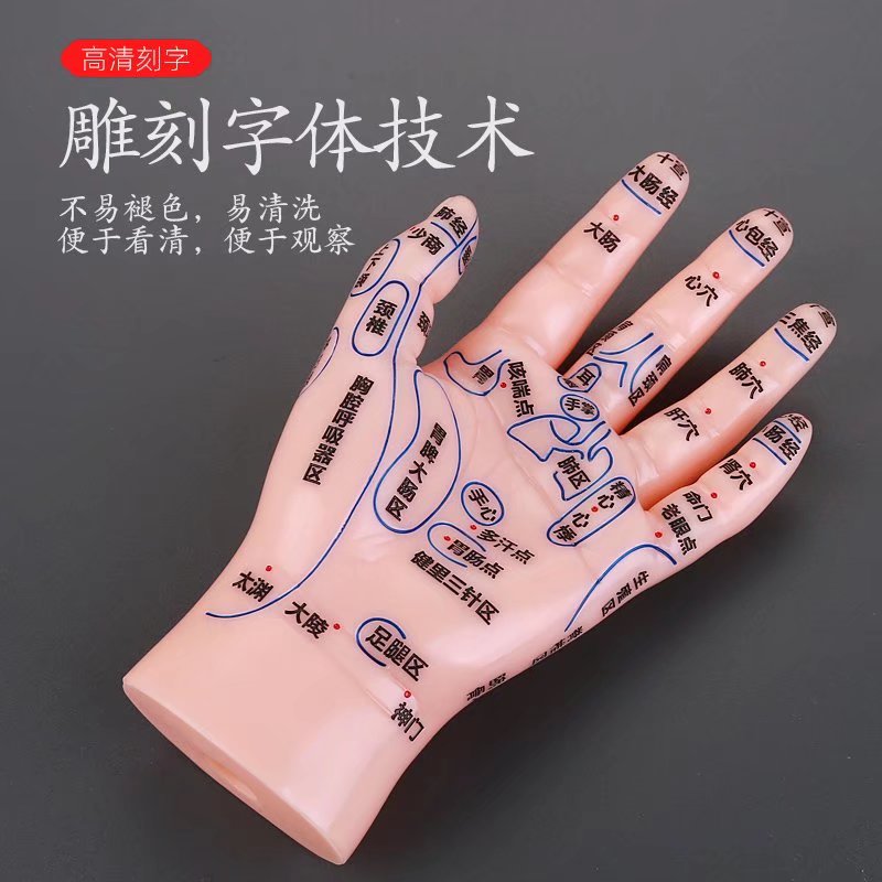 按摩手模型反射区人体针灸模型男女穴位经络针灸中医教学图17厘米