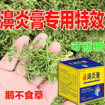 Miaojia rhinitis ointment pure Chinese medicine special effect for Japanese runny nose allergic nasal congestion and sinusitis