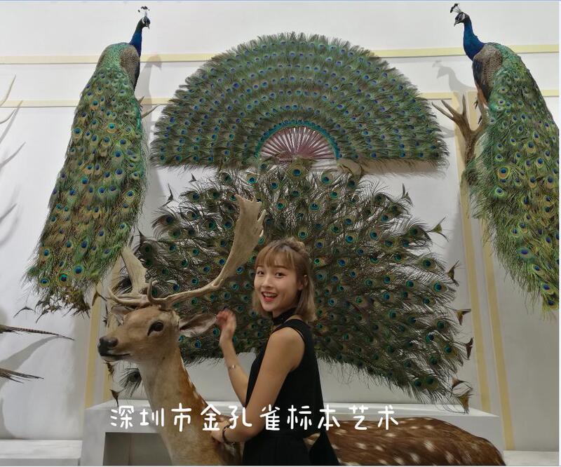11-Year-Old Store Specializing in Specimens, Master Specialist in Real Peacock Specimens, White Peacock, Flower Peacock, Peacock with Spread Tail, Peacock Ornaments