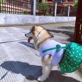 Весна и летняя собаки и кошачья ремешок с высокой талией Симпатичная маленькая цветочная юбка Тедди Баррин Аляска Золотые волосы Сацума