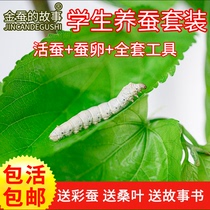 Popular science silkworm live suit Fresh and tender mulberry leaves colorful gold silkworm eggs live larvae Student silkworm white