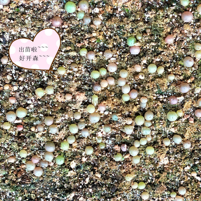 Pigeon egg seeds emerald jade Calculus Lithops cone seeds succulents apricot love flowers flowers