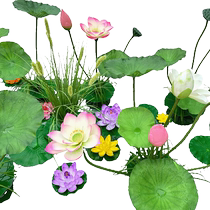 wo Simulated lotus lotus pond landscaping lotus leaf water lily restaurant scenic area outdoor lotus pond landscape layout